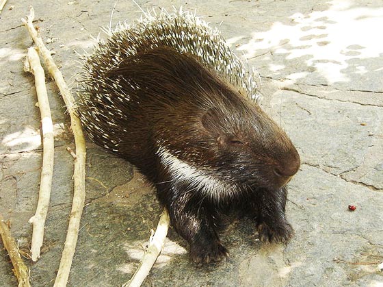 ヤマアラシの針が刺さった犬