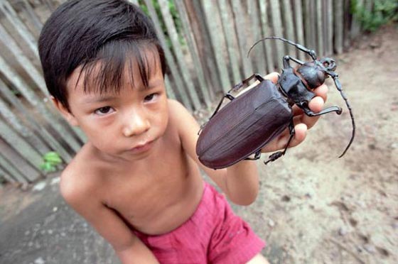 手のひらサイズの昆虫