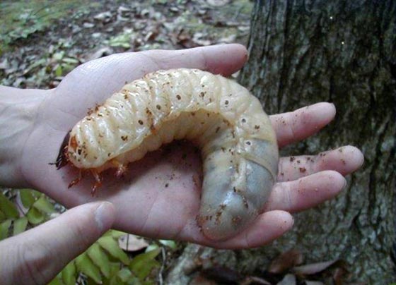 手のひらサイズの昆虫