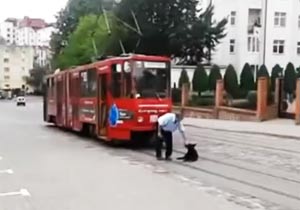 路面電車の行く手を阻む犬