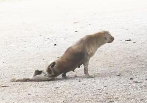 かわいそう？なタイの野良犬