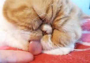 舌が出っぱなしの猫