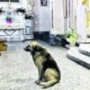 飼い主亡き後も教会通いする犬