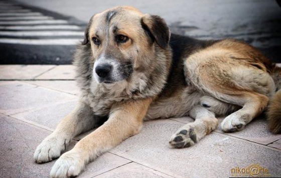 飼い主亡き後も教会通いする犬