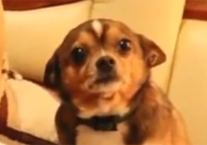 叱られてシュンとなる子犬