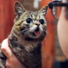 舌がペロッと出た猫Lil-BUB