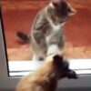 ガラス越しに戦う猫と犬