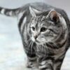 1年後に720km離れた場所で保護された飼い猫