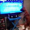 テニスのテレビ中継に興奮する犬