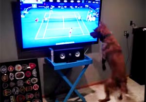 テニスのテレビ中継に興奮する犬