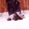 大雪に大興奮の子パンダ