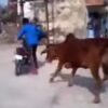 バイクを回転させると牛が接近