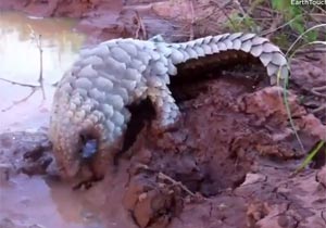 泥の中の珍獣センザンコウ