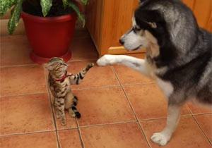 遊びたい犬と理解不能な猫