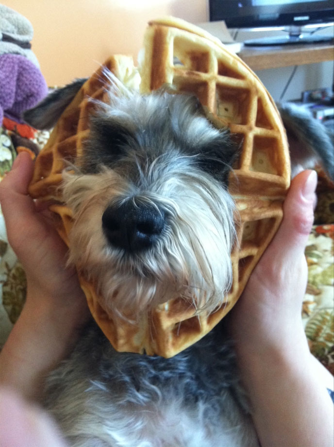 パン化した犬や猫