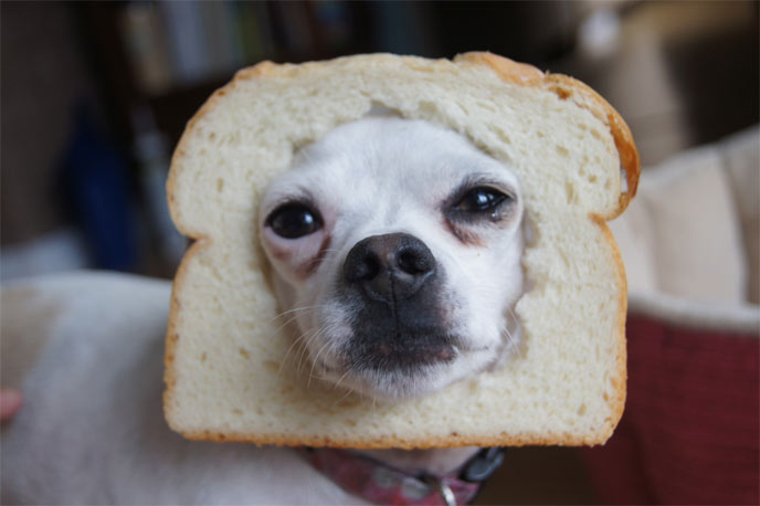 パン化した犬や猫