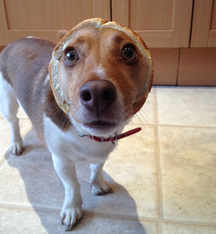 パン化した犬や猫