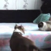 飼い主の居ぬ間にヒャッハーする犬