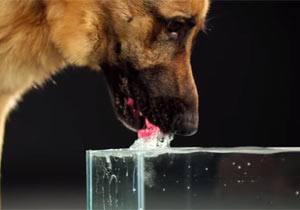 犬が水を飲む時の舌の動き