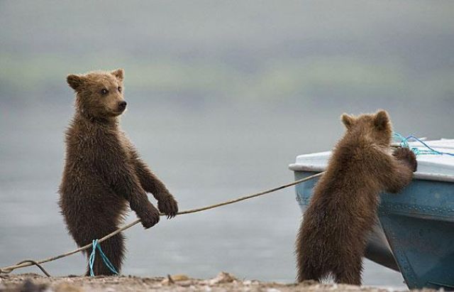 人間っぽい仕草のクマやパンダ