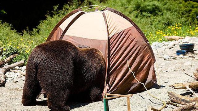 人間っぽい仕草のクマやパンダ