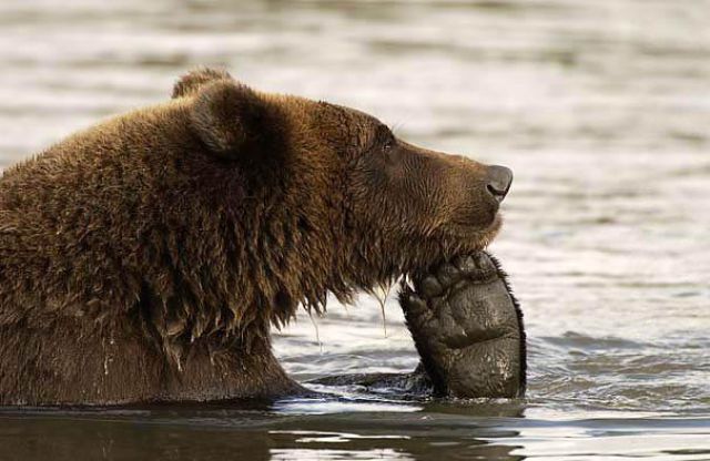 人間っぽい仕草のクマやパンダ