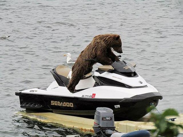 人間っぽい仕草のクマやパンダ