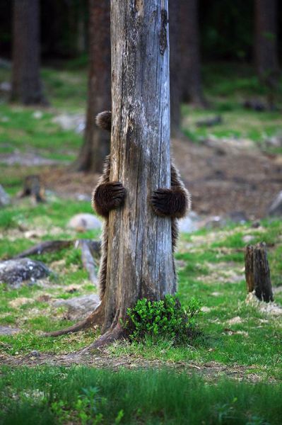 人間っぽい仕草のクマやパンダ