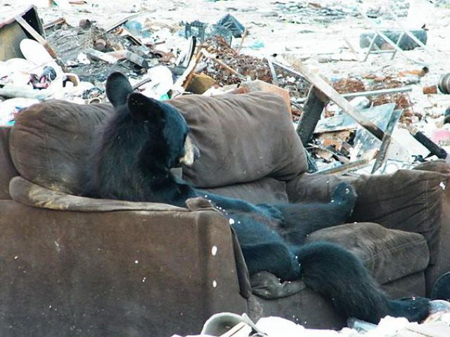 人間っぽい仕草のクマやパンダ