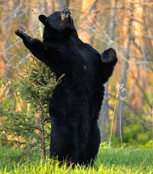 人間っぽい仕草のクマやパンダ