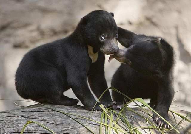 人間っぽい仕草のクマやパンダ