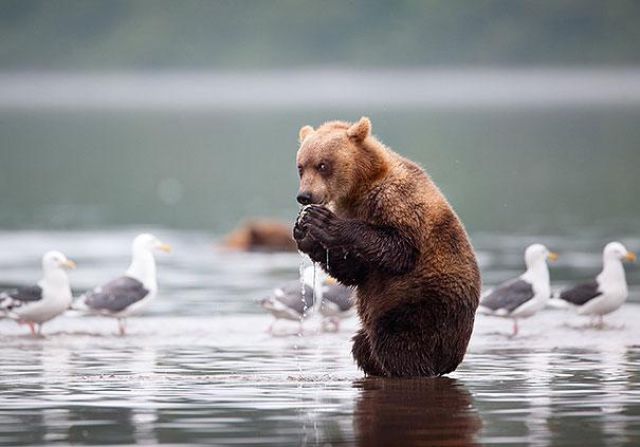 人間っぽい仕草のクマやパンダ