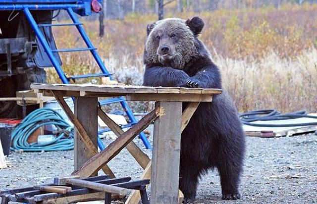 人間っぽい仕草のクマやパンダ