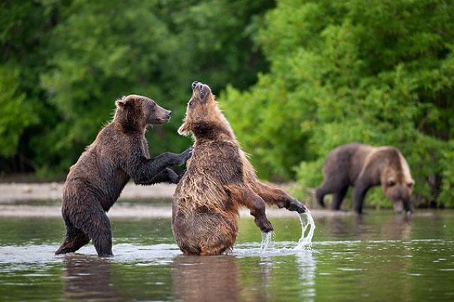 人間っぽい仕草のクマやパンダ