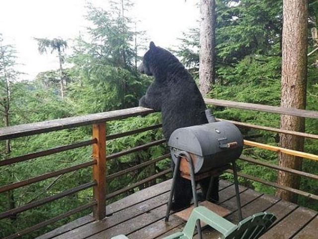 人間っぽい仕草のクマやパンダ