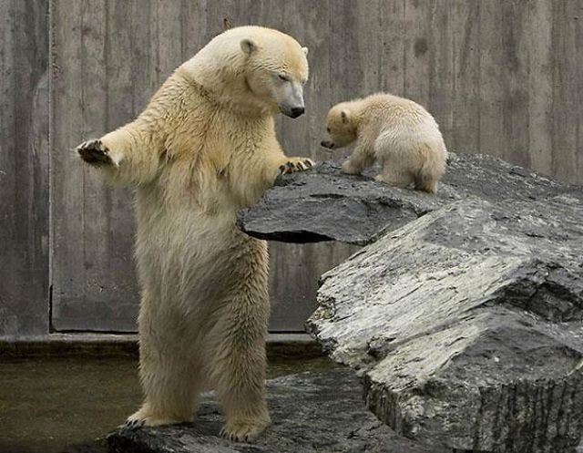 人間っぽい仕草のクマやパンダ