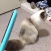 カチカチ音にビビりまくる猫