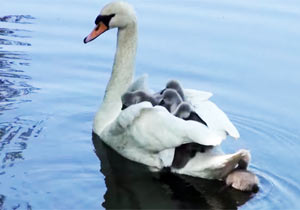 親白鳥の背中に乗る子供たち