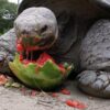 ガラパゴスゾウガメがスイカを食べるシーン