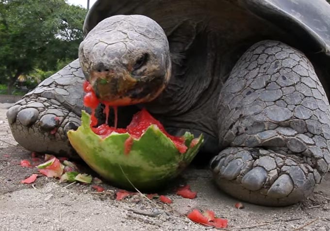 ガラパゴスゾウガメがスイカを食べるシーン