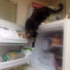 冷凍庫を開けて中を物色する猫