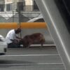 高速道路でケガをした犬を救助した女性