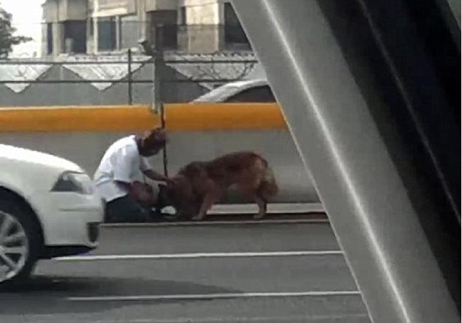 高速道路でケガをした犬を救助した女性