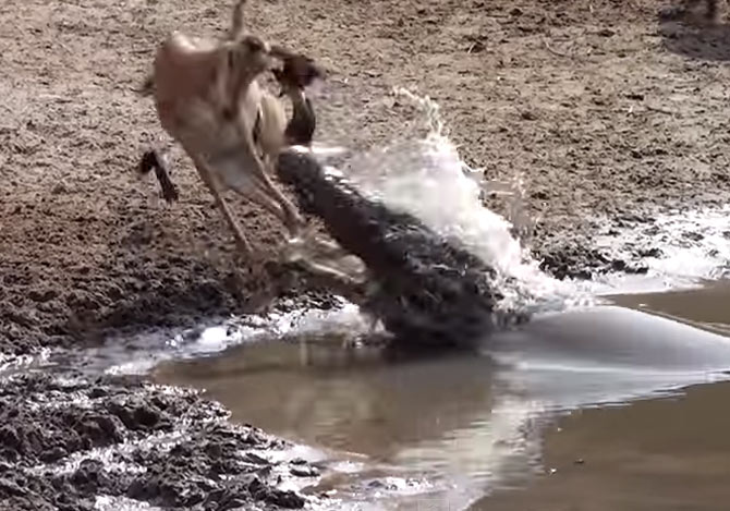 突然襲い掛かるワニと逃げるインパラ