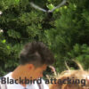 黒い鳥が人々を攻撃