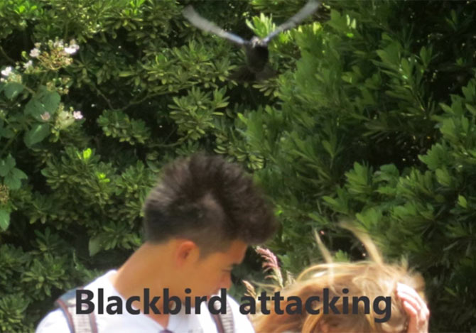 黒い鳥が人々を攻撃