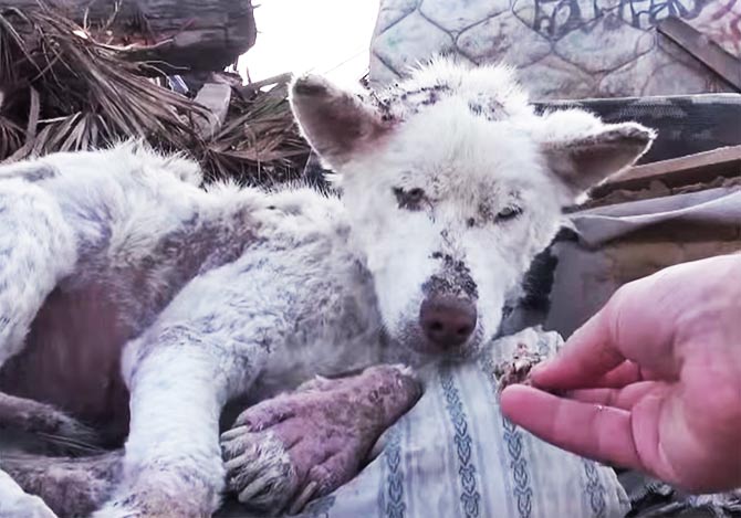 保護された犬のビフォーアフラー