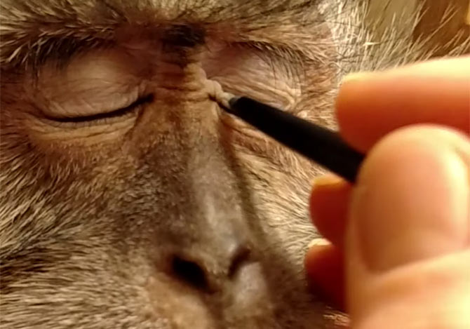 猿のお化粧動画