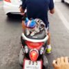 バイクの後部座席にニャンコ