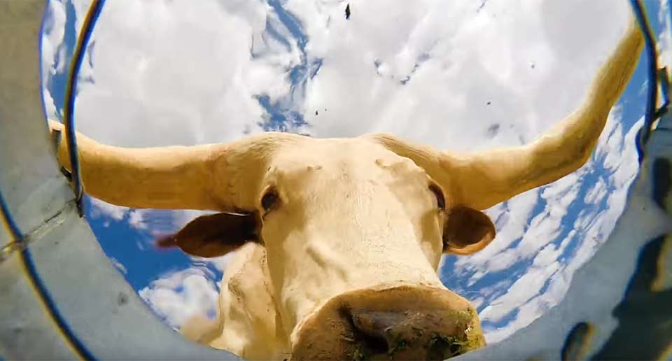 バケツの水を飲みに来る動物たち